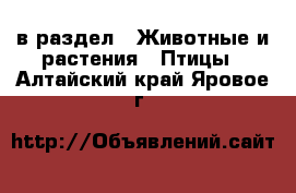  в раздел : Животные и растения » Птицы . Алтайский край,Яровое г.